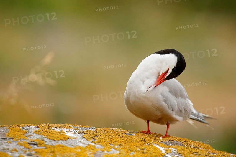 Common Tern (Sterna hirundo) preening, Farne Islands, United Kingdom