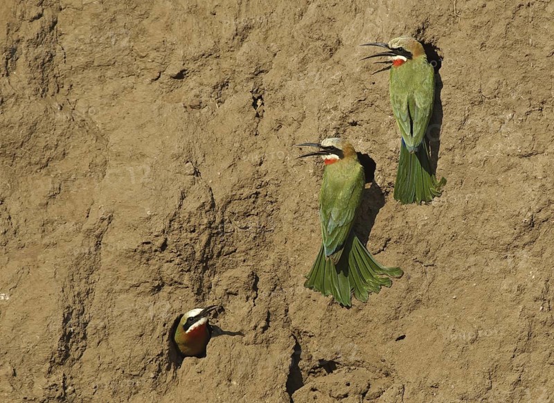 White-fronted Bee-eater (Merops bullockoides), Botswana