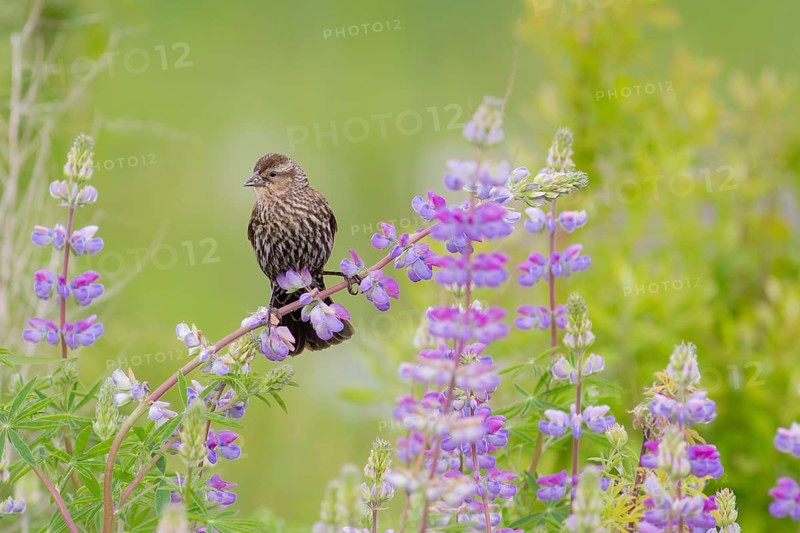 Red-winged Blackbird (Agelaius phoeniceus) female, Washington, USA