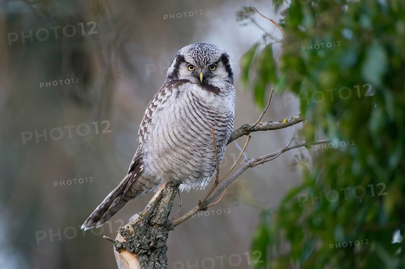 Northern Hawk-Owl (Surnia ulula), Saxony, Germany