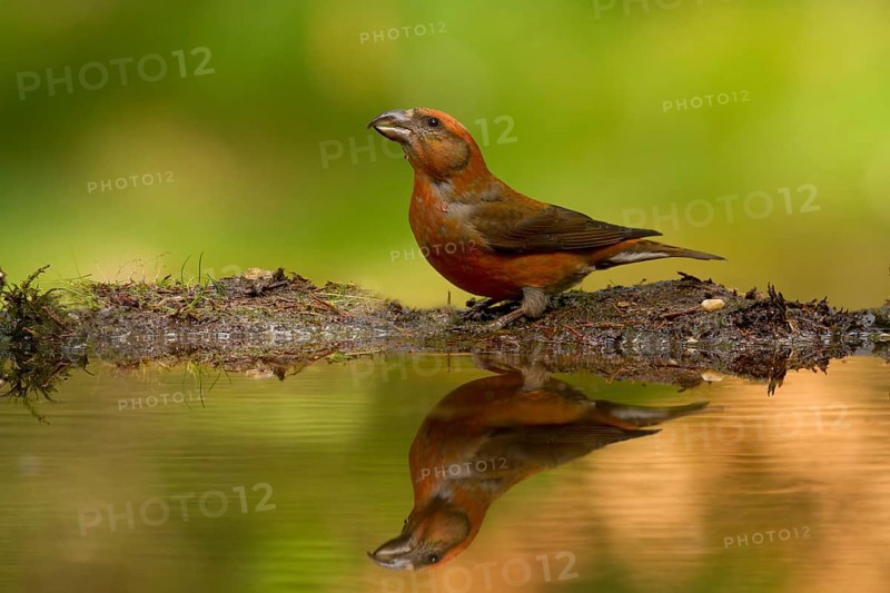 Red Crossbill (Loxia curvirostra) male, Utrecht, Netherlands
