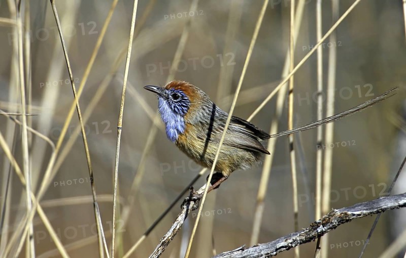 Mallee Emu-wren (Stipiturus mallee) male, Victoria, Australia