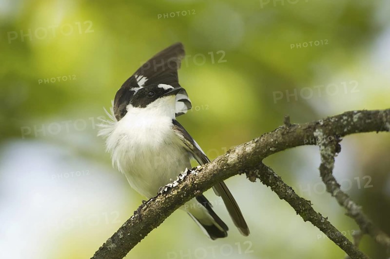 Collared Flycatcher (Ficedula albicollis), Baden-Wuerttemberg, Germany