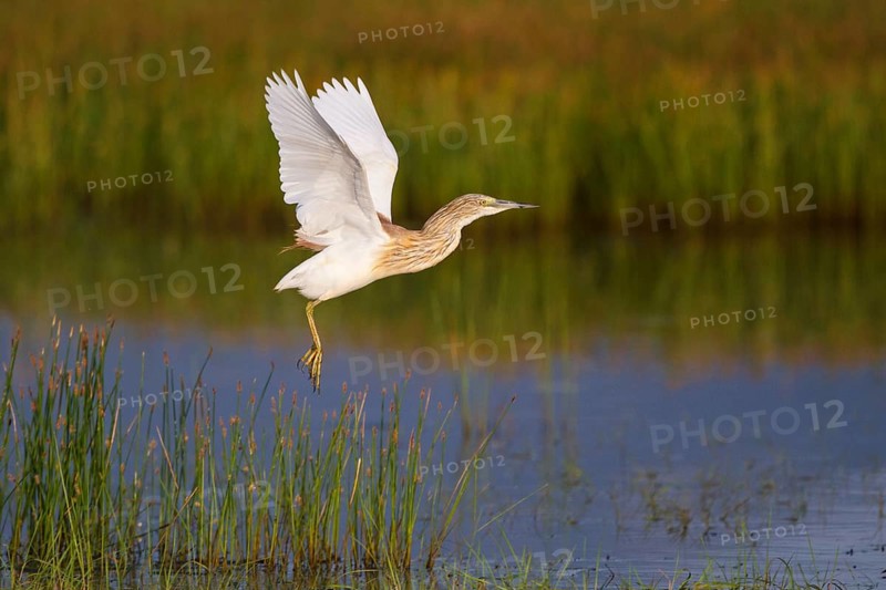 Squacco Heron (Ardeola ralloides) flying, Greece