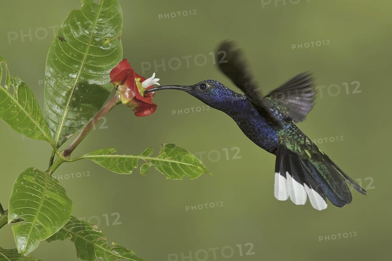 Violet Sabrewing (Campylopterus hemileucurus), Costa Rica