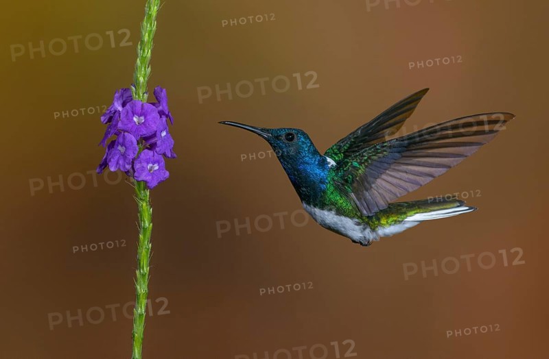 White-necked Jacobin (Florisuga mellivora) - at the Nature Pavilion in La Virgen, Costa Rica