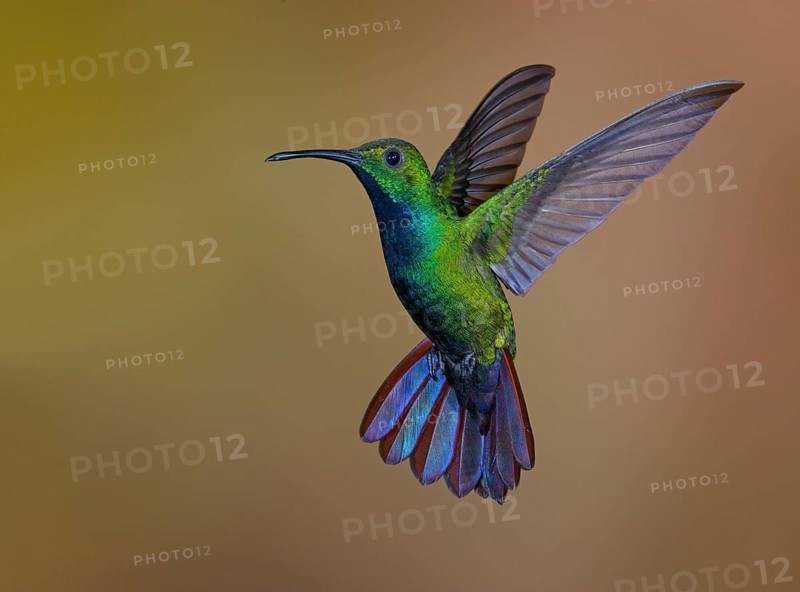 Green-breasted Mango (Anthracothorax prevostii) - at Laguna Lagarto Lodge near Boca Tapada, Costa Rica