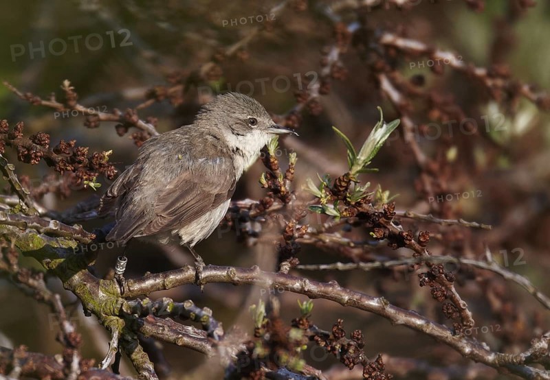 Lesser Whitethroat (Sylvia curruca), Schleswig-Holstein, Germany