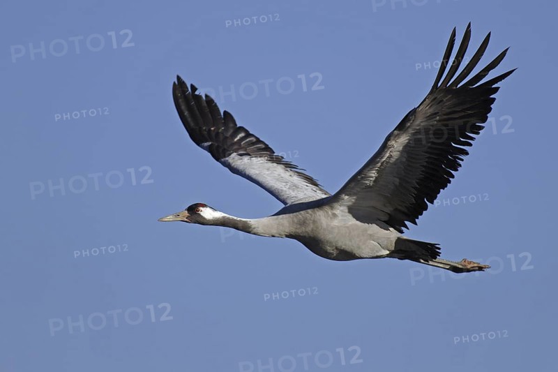 Common Crane (Grus grus) flying, Vaestergoetland, Sweden