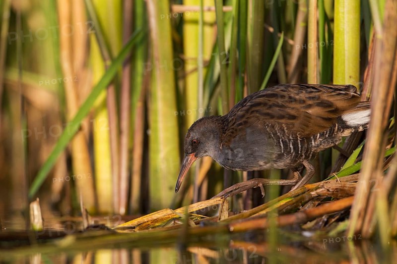 Water Rail (Rallus aquaticus) juvenile foraging, Saxony, Germany