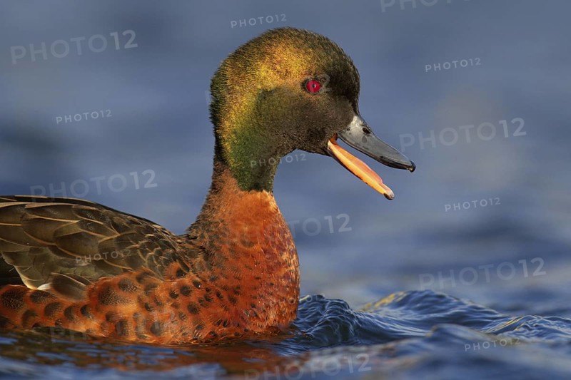 Chestnut Teal (Anas castanea), Victoria, Australia
