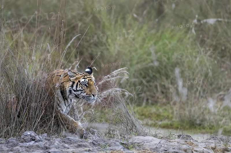 Royal Bengal tiger (Panthera tigris tigris), sneaking, coming out of bushes, Bandhavgarh National Park, Bahannara, Manpur, Madhya Pradesh, India