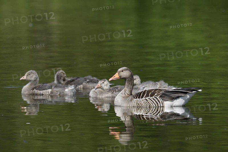 Greylag goose (Anser anser) with goslings, North Rhine-Westphalia, Germany