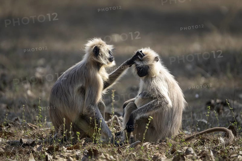 Northern plains gray langurs (Semnopithecus entellus), louse each other, Bandhavgarh National Park, Bahannara, Manpur, Madhya Pradesh, India