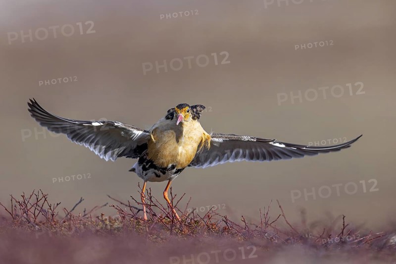 Ruff (Calidris pugnax) territorial male in breeding plumage displaying by spreading wings during courtship display at lek in spring, Scandinavia