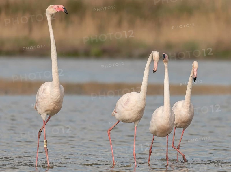 A group of flamingos in full courtship display in a wetland habitat on a clear day. The scene captures the essence of wildlife in serene surroundings. Saintes Maries de la Mer, Arles, Bouches du Rhone, Provence Alpes Cote d'Azur, France
