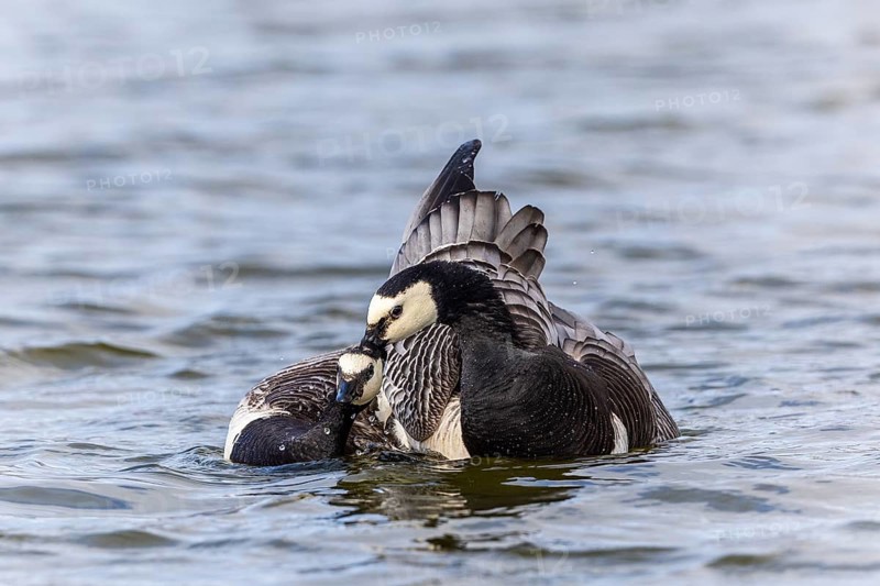 White-fronted Goose (Branta leucopsis), Geese (Anseriformes), Mating in the water, Aventdalen, Longyearbyen, Spitsbergen, Svalbard