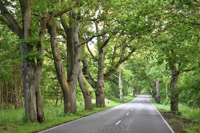 Oak avenue, oaks (Quercus robur) on the island of Rügen, Mecklenburg-Western Pomerania, Germany