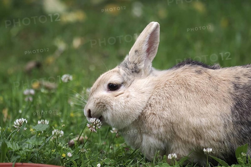 Rabbit (Oryctolagus cuniculus domestica), clover (Trifolium), eating, meadow, portrait, cute