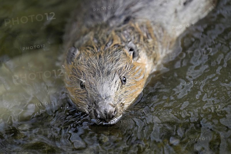 Eurasian beaver, European beaver (Castor fibre), swimming in a stream, Canton Zug, Switzerland