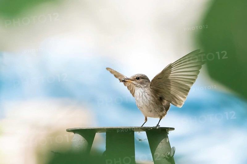 A grey flycatcher (Muscicapa striata) with outstretched wings holding prey in its beak against a blue background, Hesse, Germany