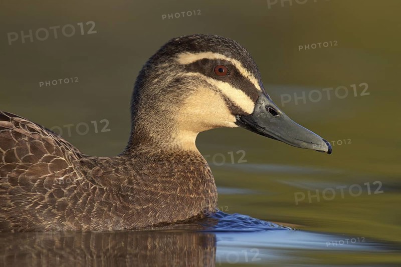 Pacific Black Duck (Anas superciliosa), Victoria, Australia