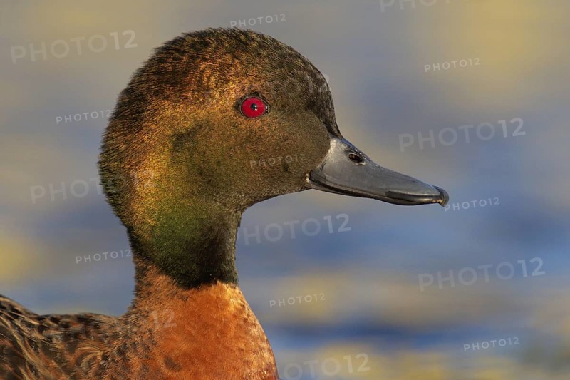 Chestnut Teal (Anas castanea), Victoria, Australia