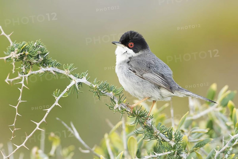 Sardinian Warbler (Sylvia melanocephala) male, Mallorca, Spain