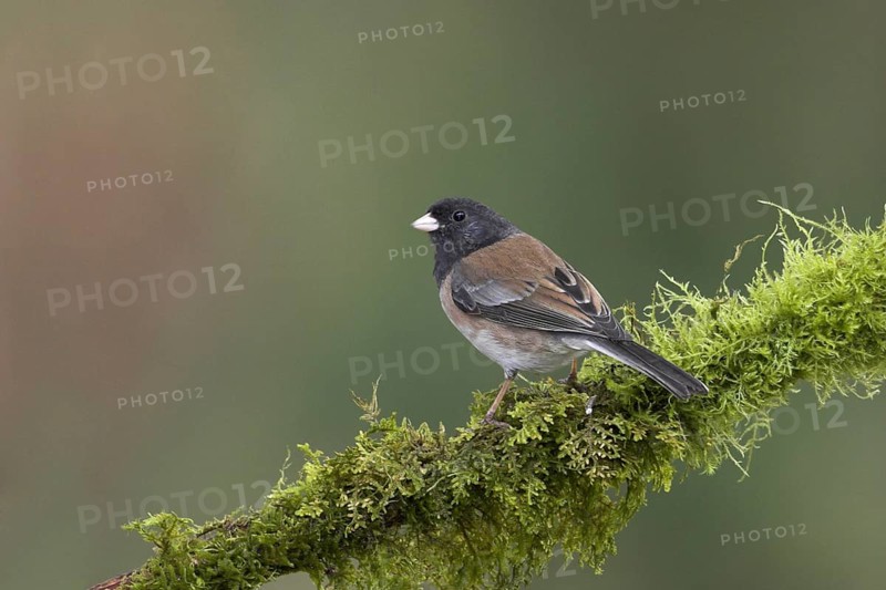 Oregon Junco (Junco hyemalis oreganus), British Columbia, Canada