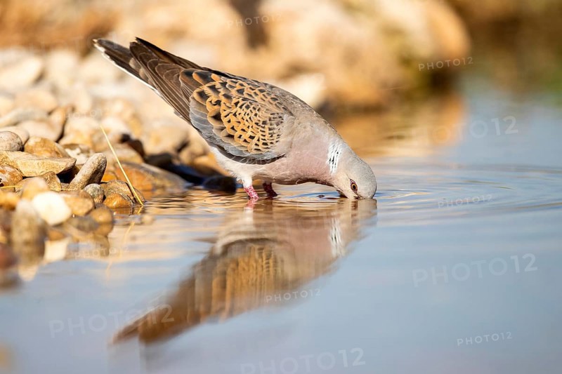 European Turtle Dove (Streptopelia turtur) drinking at a waterhole, Castile-La Mancha, Spain