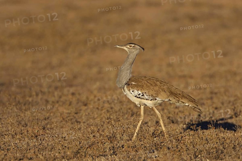 Kori Bustard (Ardeotis kori), Northern Cape, South Africa