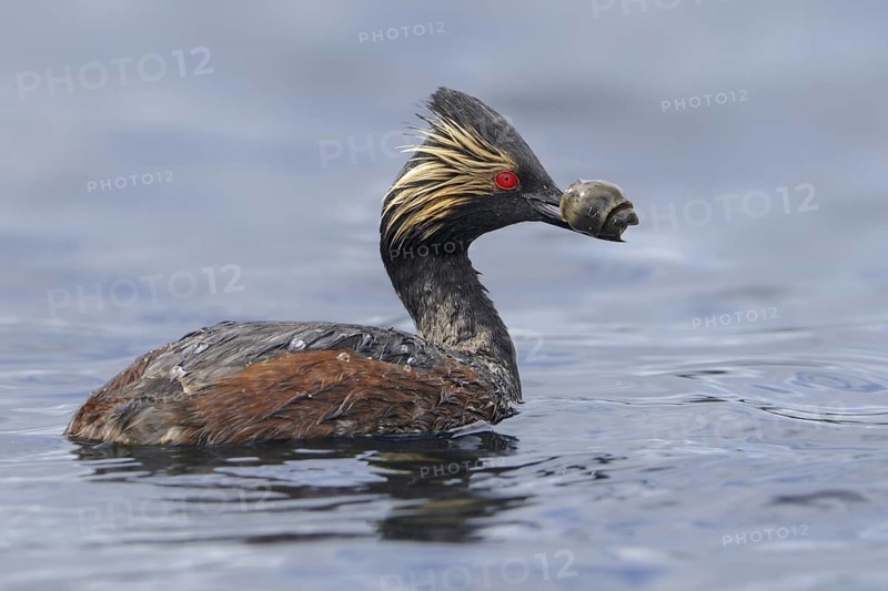 Black-necked Grebe (Podiceps nigricollis), Alberta, Canada