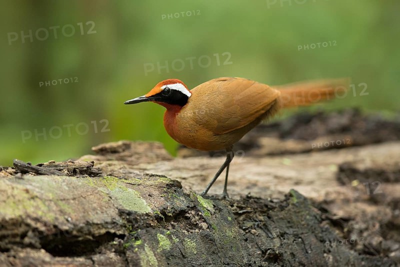 Rail-babbler (Eupetes macrocerus), Pahang, Malaysia