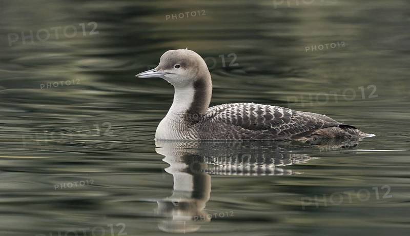 Pacific Loon (Gavia pacifica), British Columbia, Canada
