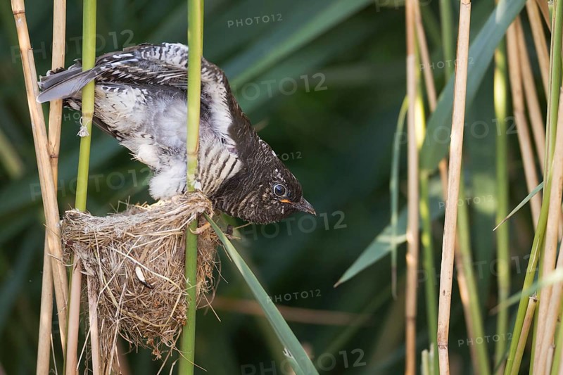 Common Cuckoo (Cuculus canorus) juvenile in nest of Eurasian Reed Warbler, Saxony-Anhalt, Germany