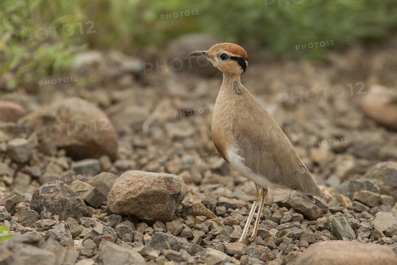 Temminck's Courser (Cursorius temminckii), Mpumalanga, South Africa
