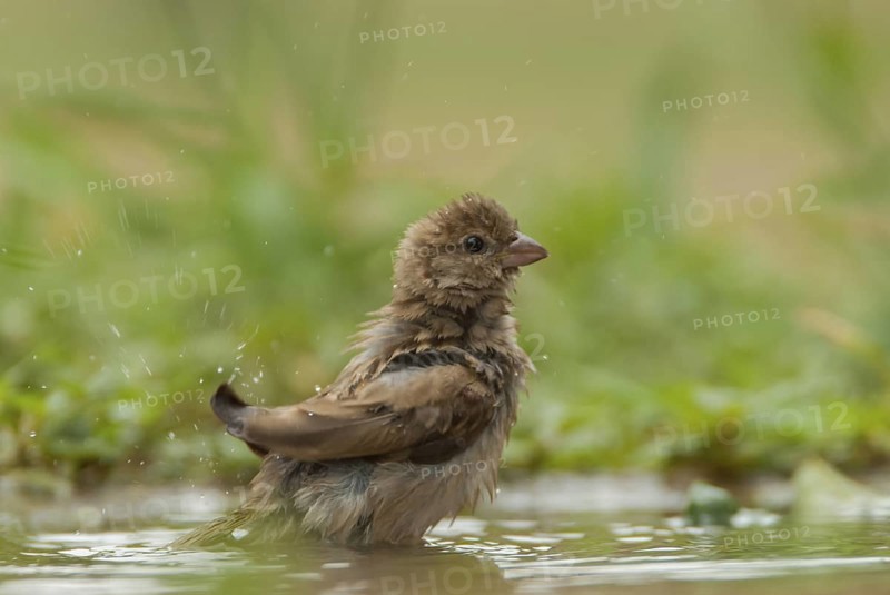 Southern Grey-headed Sparrow (Passer diffusus) bathing, Mpumalanga, South Africa