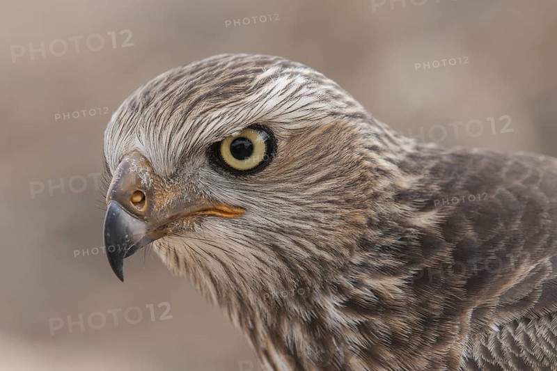 Pale Chanting Goshawk (Melierax canorus) juvenile, Northern Cape, South Africa