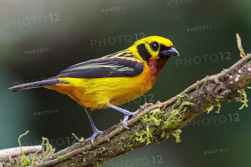 Golden Tanager (Tangara arthus) perched on a branch in Manu National Park, Peru