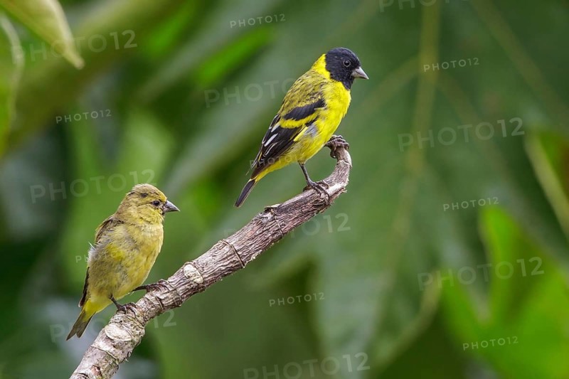 Hooded Siskin (Carduelis magellanica) perched on a branch in Manu National Park, Peru
