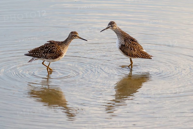 Wood Sandpiper (Tringa glareola), Mallorca, Spain