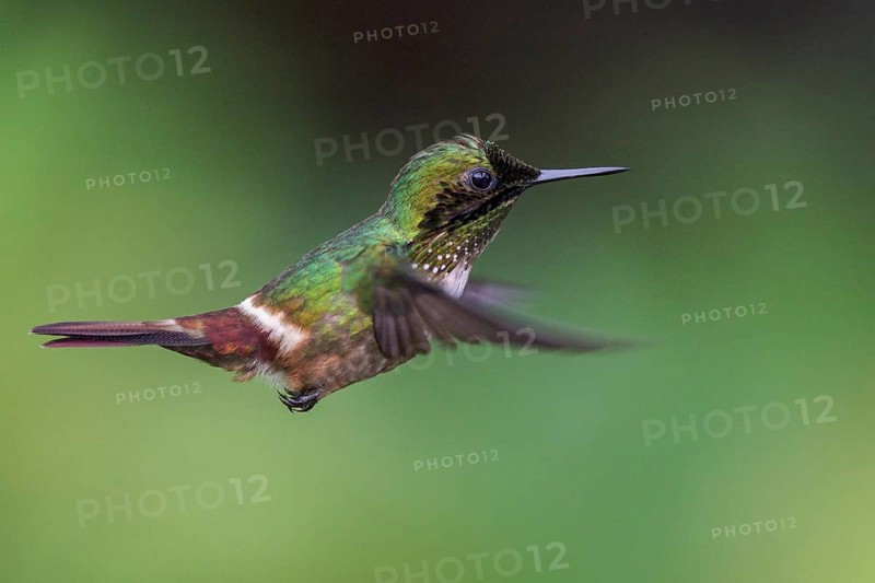 Festive Coquette (Lophornis chalybeus) flying and feeding at a flower in the Atlantic rainforest of southeast Brazil