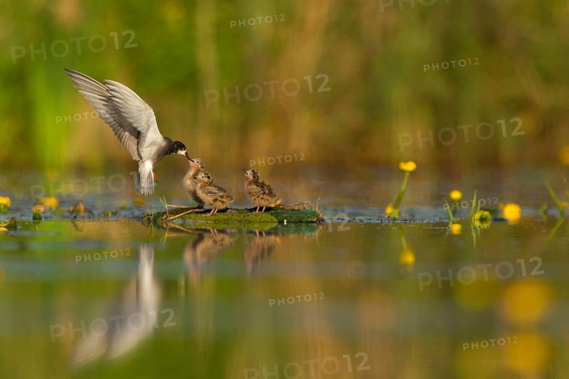Black Tern (Chlidonias niger) feeding of juvenile, Netherlands