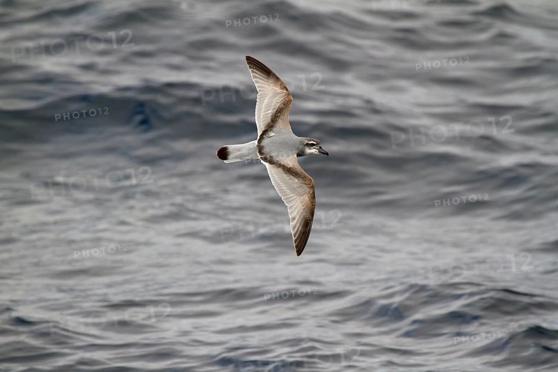 Broad-billed Prion (Pachyptila vittata) flying, South Pacific Ocean, New Zealand
