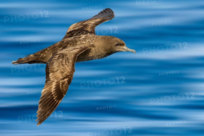 Sooty Shearwater (Ardenna grisea) flying, Eilat, Israel
