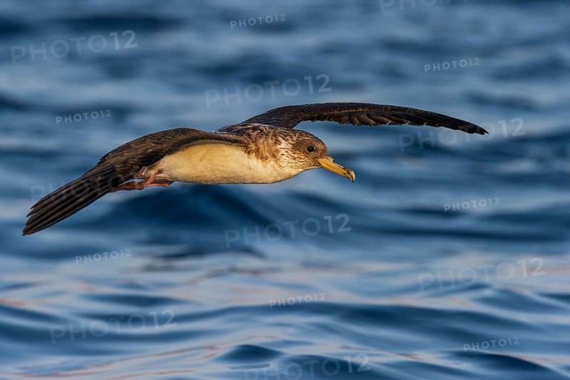 Cory's Shearwater (Calonectris borealis) flying, Eilat, Israel