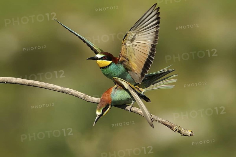 European Bee-eater (Merops apiaster) pair mating, Piedmont, Italy