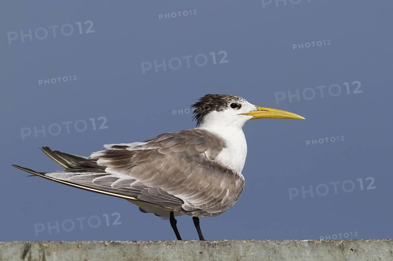Greater Crested Tern (Thalasseus bergii), Oman