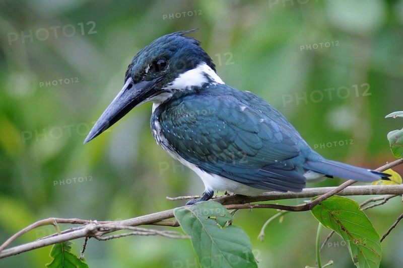 Amazon Kingfisher (Chloroceryle amazona), Pantanal, Brazil