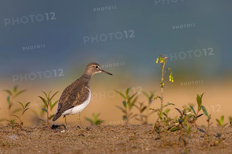 Common Sandpiper (Actitis hypoleucos), North Rhine-Westphalia, Germany